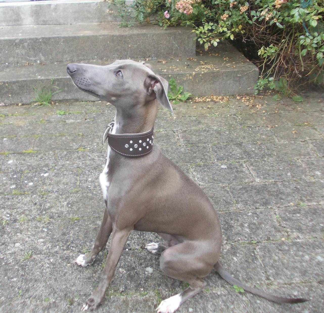 Collar for Italian Greyhounds Razzle Dazzle IG Collar Petiquette